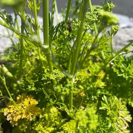 Tigh Noor - Escape To Kinvara By The Sea! غالواي