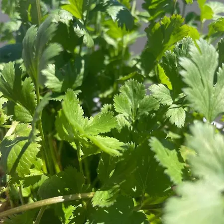 Tigh Noor - Escape To Kinvara By The Sea! Apartment Galway