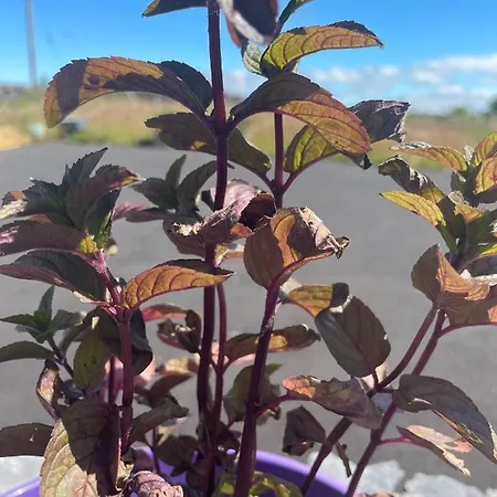 Tigh Noor - Escape To Kinvara By The Sea! *