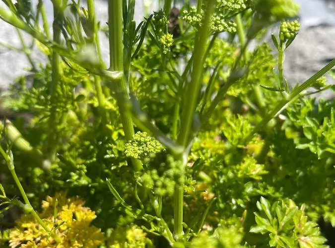 Tigh Noor - Escape To Kinvara By The Sea! Galway