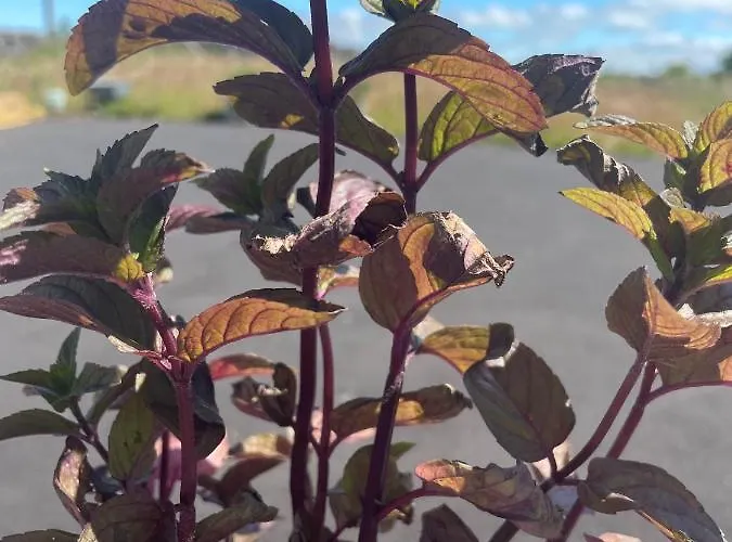 Tigh Noor - Escape To Kinvara By The Sea! *